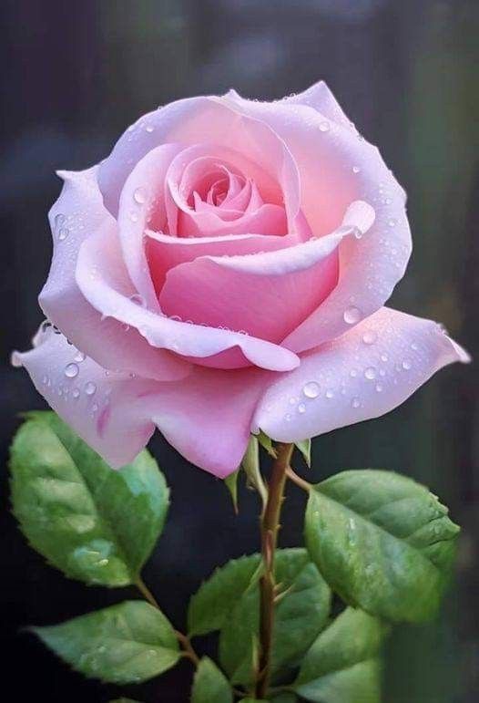 La Rosa